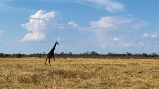 Free Video Download Video, Giraffe, Field, Landscape, Sky, Plain