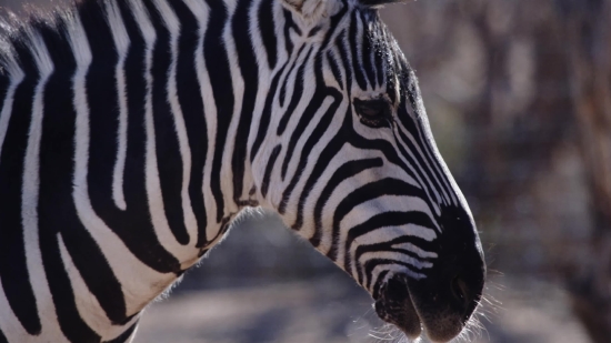 Free Video Footage For After Effects, Zebra, Equine, Ungulate, Safari, Wildlife