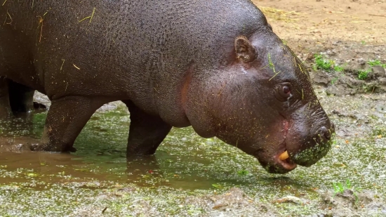 Free Video Footage, Hippopotamus, Ungulate, Mammal, Wildlife, Pig