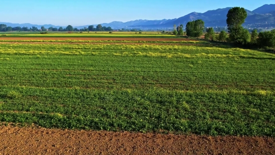 Free Video Footage Public Domain, Field Soybean, Soy, Bean, Field, Legume