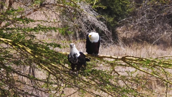 Free Video Free Video, Bald Eagle, Eagle, Bird, Beak, Wildlife