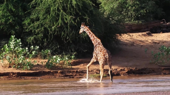 Free Video Green Screen Background, Giraffe, Animal, Safari, Wildlife, Wild