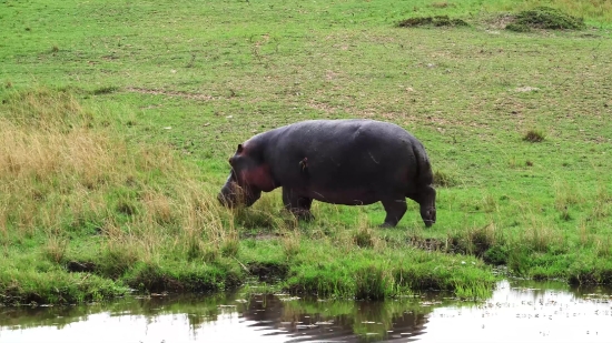 Free Video Library Youtube, Hippopotamus, Ungulate, Mammal, Wild, Wildlife