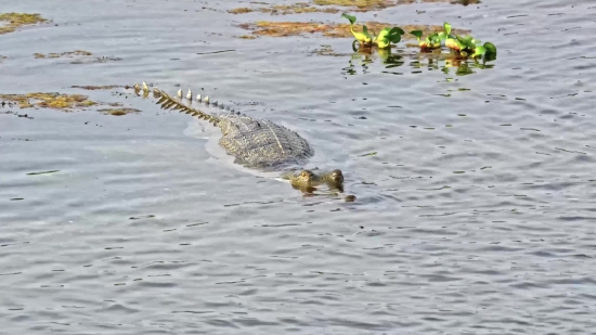 Free Video Loops, Alligator, Crocodile, Water, Reptile, Sea