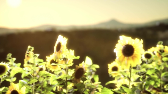 Free Video Materials, Sunflower, Plant, Herb, Vascular Plant, Flower