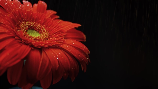 Free Video Stock 4k, Daisy, Flower, Petal, Plant, Blossom