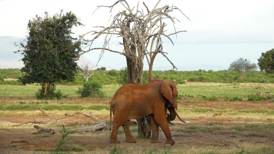 Free Video Transparent Background, Elephant, Mammal, Tusker, Wildlife, Safari