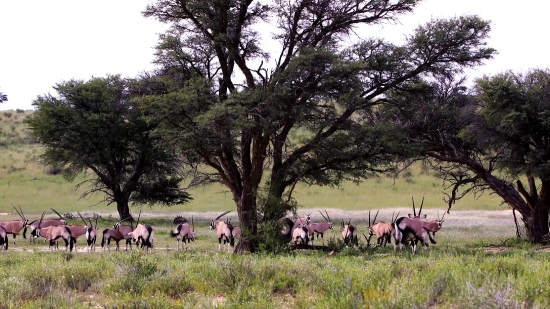 Free Video Video, Antelope, Impala, Grass, Deer, Ranch