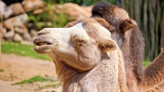 Free Videos For Commercial Use, Camel, Ungulate, Mammal, Head, Brown