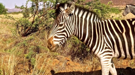 Free Videos For Youtube, Zebra, Equine, Ungulate, Safari, Wildlife