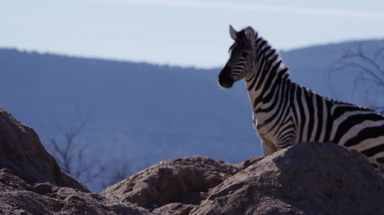 Free Videos Photos, Zebra, Equine, Wildlife, Safari, Mammal