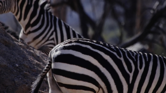 Free Videos Retro, Zebra, Equine, Ungulate, Safari, Wildlife