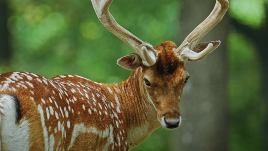 Free Videos To Use, Buck, Antelope, Wildlife, Mammal, Deer