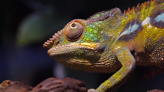 Free View Video, Chameleon, Person, Lizard, Reptile, Eye