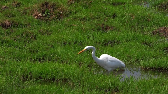 Free War Video Footage, Egret, Heron, Bird, Wading Bird, Wildlife