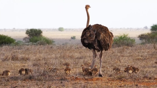 Free Weather Forecast Background Video, Ostrich, Bird, Animal, Mammal, Wild