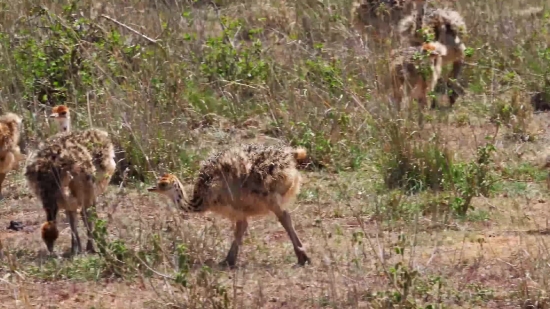 Free White Background Video, Canine, Hyena, Wildlife, Mammal, Safari