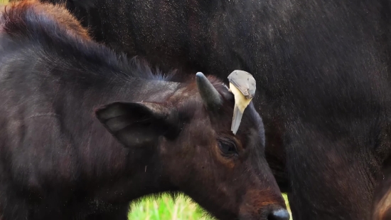 Free Youtube Footage, Bull, Mammal, Cattle, Cow, Livestock