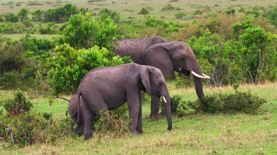 Free Youtube Video Background, Elephant, Mammal, Safari, Wildlife, Tusker