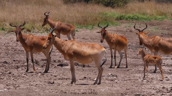 Full Hd Video Clip, Antelope, Impala, Ruminant, Wildlife, Deer