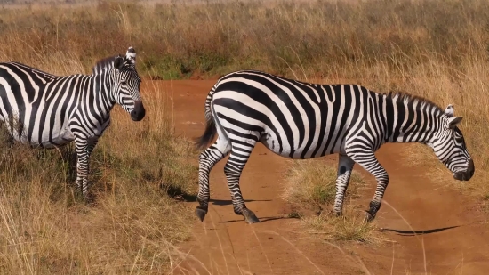 Full Hd Video Songs Download, Zebra, Equine, Ungulate, Wildlife, Safari