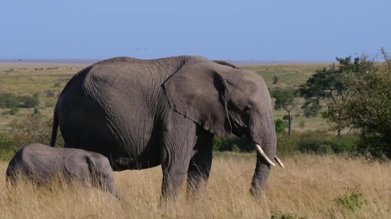 Funeral Stock Video, Elephant, Mammal, Safari, Wildlife, Wild