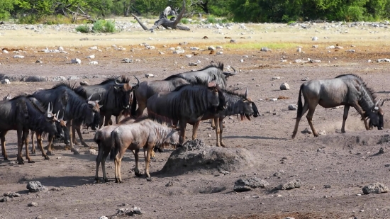 Funny Clip Free Download, Water Buffalo, Old World Buffalo, Ruminant, Horse, Plow