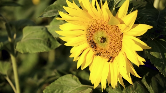 Funny Clips For Youtube Videos, Sunflower, Flower, Yellow, Field, Plant