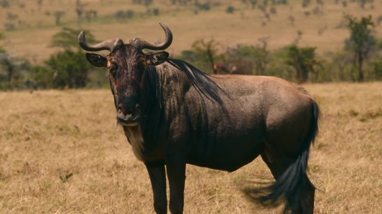 Funny Video Clips Download Free Mp4, Bull, Water Buffalo, Placental, Old World Buffalo, Mammal