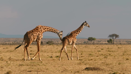 Funny Video Clips For Vlog Download, Giraffe, Animal, Wildlife, Safari, Mammal