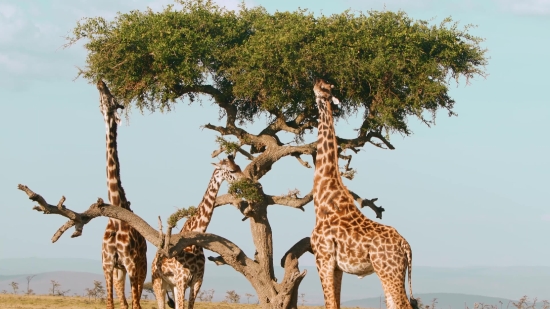 Funny Video Clips No Copyright Free Download, Giraffe, Tree, Woody Plant, Landscape, Park