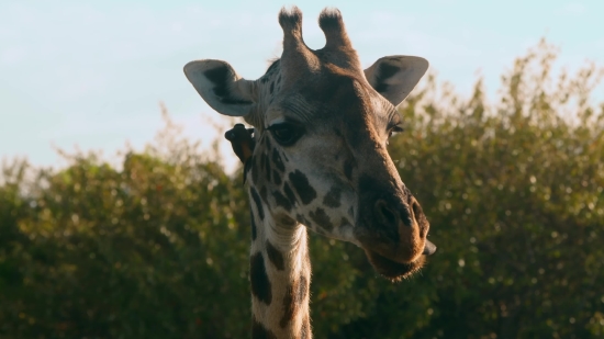 Funny Video Clips Short Download, Giraffe, Animal, Mammal, Wildlife, Wild