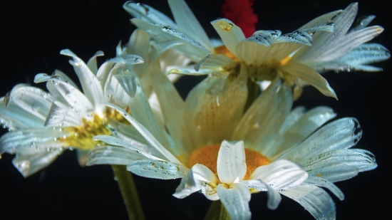 Google Stock Footage, Plant, Flower, Vascular Plant, Petal, Blossom