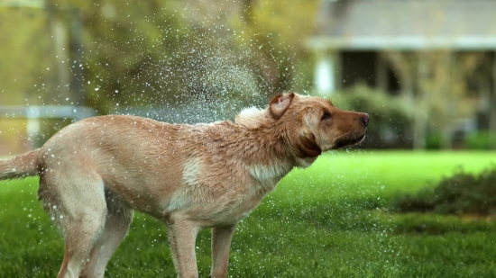 Goosebumps Stock Footage, Canine, Wild Dog, Dog, Dingo, Terrier