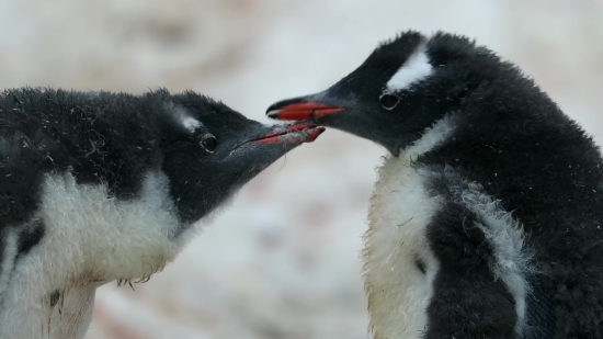 Green Blue Screen Video Download, Bird, Auk, Seabird, Magpie, Wildlife