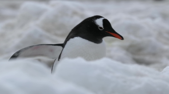 Green Screen Effect Video Download, Bird, Seabird, Auk, Aquatic Bird, Gull