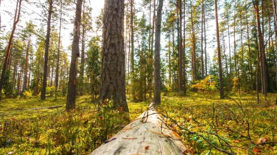 Green Screen Rain Video Download, Tree, Forest, Woody Plant, Trees, Landscape