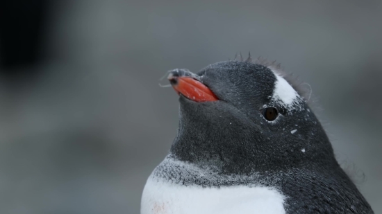 Green Screen Sample Video Download, Auk, Seabird, Bird, Aquatic Bird, Vertebrate