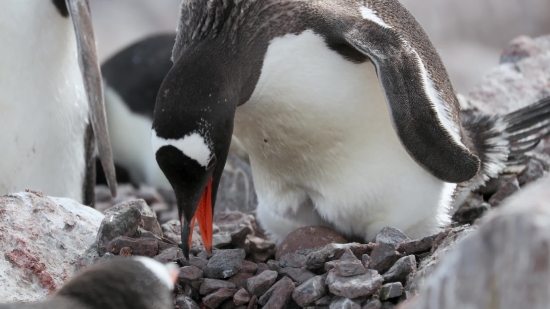 Green Screen Stock Video Footage Free Download, Bird, Seabird, Penguin, King Penguin, Aquatic Bird