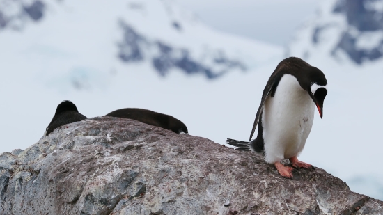 Green Screen Timer Video Download, Auk, Seabird, Aquatic Bird, Bird, Penguin