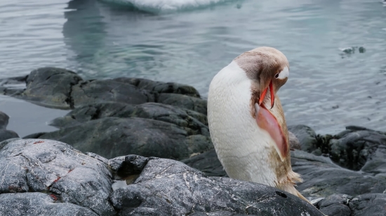 Green Screen Video Background Download, Bird, Seabird, Aquatic Bird, Goose, Beak