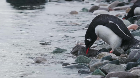 Green Screen Video Birds, Auk, Seabird, Bird, Aquatic Bird, Wildlife