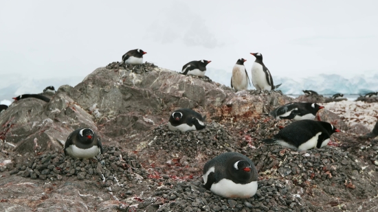 Green Screen Video Copyright Free, Auk, Seabird, Aquatic Bird, Bird, Vertebrate