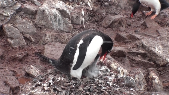 Gujarati Clip, King Penguin, Penguin, Seabird, Bird, Aquatic Bird