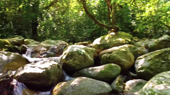 Hand Stock Video, Tree, River, Stone Wall, Forest, Landscape