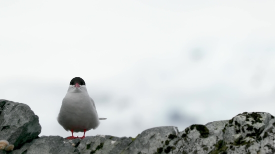 Happy Anniversary Background Video Download, Bird, Seabird, Auk, Dove, Aquatic Bird