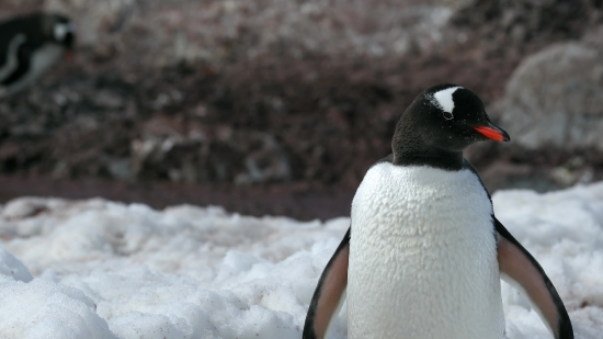 Happy Family Stock Video, Seabird, Penguin, Auk, King Penguin, Bird