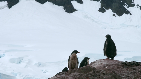 Happy New Year 2023 Background Video, King Penguin, Penguin, Seabird, Snow, Mountain