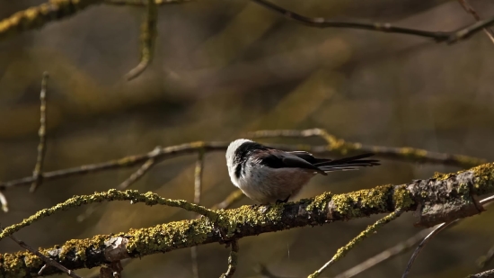 Hd Stock Images, Warbler, Bird, Wildlife, Beak, Feather