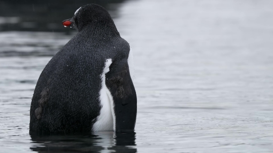 Hd Stock Video Special Effects, King Penguin, Penguin, Water, Bird, Standard Poodle